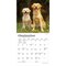 BrownTrout; Golden Retrievers | 2027 7 x 14 Inch (Hanging) Monthly Mini Wall Calendar; Category:Wall Calendars; Image:5
